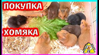 Покупка ХОМЯКА / выбираем хомячка / сирийские  голландские хомяки / Alisa Easy Pets