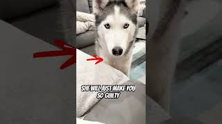 Husky Nika always makes me feel so guilty.😂😂 #husky #dog #funnydog