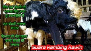 صوت اغواء ذكر عنزة انثىsuara kambing jantan birahi