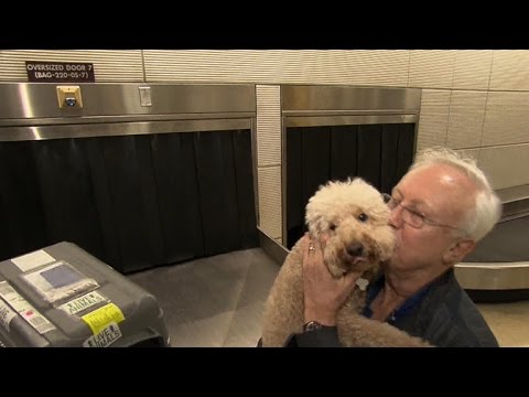 More airlines requiring larger pets to fly as cargo More airlines requiring larger pets to fly as cargo