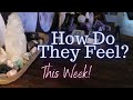 ALL SIGNS Their FEELINGS For YOU This WEEK!