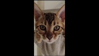 【べんがる】寝起きで呆けてる子猫