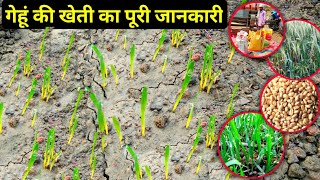 गेहूं की खेती का पूरी जानकारी🚜🌾 Gehun Ki Kheti Ka Puri Jankari /How to cultivate wheat