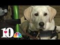 Service & Sacrifice: Cody's service dog (2013)