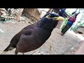 # Bird Try to Speak with man# Ichchha Nepal