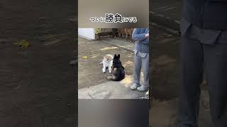 念願の再会、妹犬の初恋のゆくえは#shorts