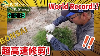 【Super high speed pruning!】Secret technique of Japanese Bonsai master!!