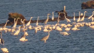 新岑運動公園+9區鹽田黑面琵鷺2022/11/3(星期四)