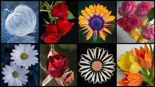 Dp Pictures For Whatsapp 😎 Flower Wallpaper Photo 😍 Lovely Dp Pics