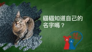 與獸醫對話：貓貓知道自己的名字嗎？