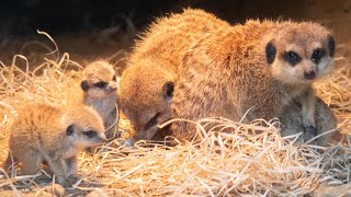 Drie stokstaartjes geboren in DierenPark Amersfoort