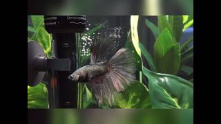 Marineland Halfmoon 10 gallon tank tour