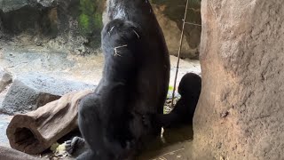 トトさんの後ろに隠れるスモモちゃん【2023年6月30日】【上野動物園】ゴリラ