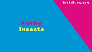 lucky insects