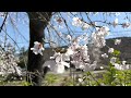 2023年3月20日 【京都の桜🌸】 円山公園のしだれ桜がまもなく満開 cherry blossoms in kyoto 【4k】