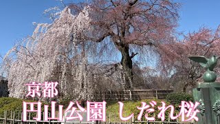 2023年3月20日 【京都の桜🌸】 円山公園のしだれ桜がまもなく満開 Cherry blossoms in Kyoto 【4K】