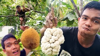 Eating Delicious Marang Fruit|Ang Dami Dito Sa Probinsya