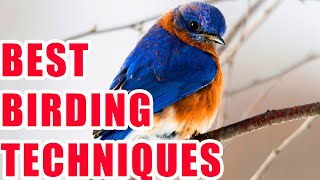 BIRDWATCHING TIPS: THINGS ALL BEGINNER BIRDERS SHOULD DO