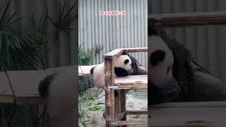 #大熊猫 #大熊猫奇三妹 #panda 三妹身手矫健