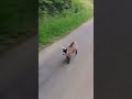 excited baby goat sprinting and jumping around as it follows owner