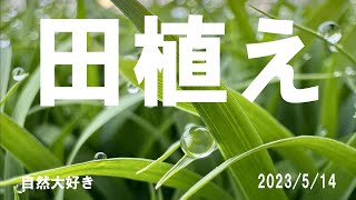 20230514 田植え