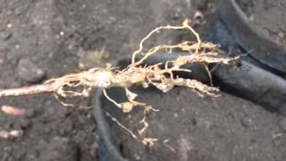 Planting Arbor Day dogwood seedling at right depth