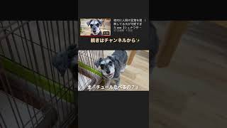 必死に人間の言葉を理解しようとする犬がかわいいwww