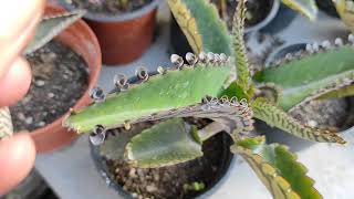 Kalanchoe Daigremontiana. Cuidados y usos medicinales.