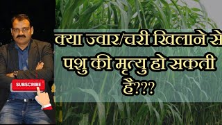 sorghum poisoning: क्या चरी / ज्वार खिलाने से पशु मर सकता है????