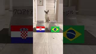 【W杯準々決勝】犬と猫がクロアチアvsブラジルの勝敗を予想！🐶🐱🐾 Predicting World Cup wins and losses #shorts