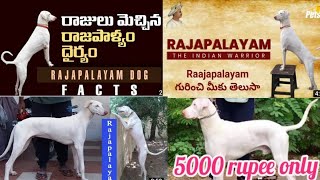 full details about rajapalayam dog in telugu(@animalhealth531