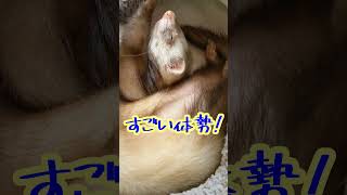 どんな夢 見たらこんな寝相に・・・？　#shorts  #フェレット  #ferret  #かわいい #癒し  #ペット