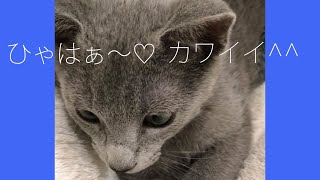 【生後２か月!はい色にゃんこを飼うことに】ロシアンブルー