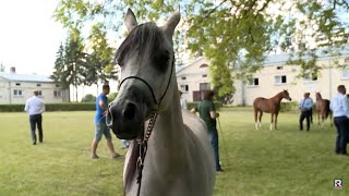 Konie Arabskie - Specjalność Polska. Reportaż ze stadniny w Białce | TV Republika