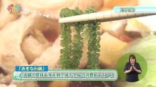 うまんちゅひろば「海ブドウ消費拡大の取り組み」（平成25年12月21日放送）