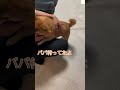 大好きなパパが帰ってきて大喜び柴犬が可愛すぎる💕　 柴犬 犬　 かわいい犬 犬のいる暮らし