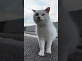 海辺の道でよく喋る猫が何か話し掛けてきた