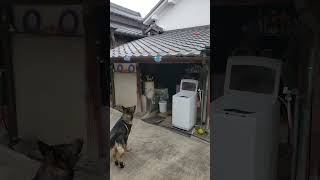 シェパード犬　屋根の上が見えてるかのようなパフォーマンスドッグ#ボール遊び#屋根#キャッチャー#大型犬