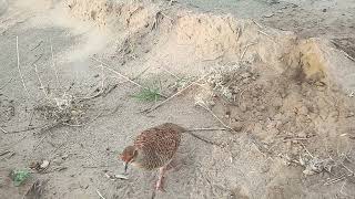 bhura teetar ki awaaz,grey francolin male sound