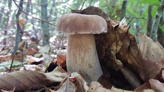 FUNGHI PORCINI 2022 🍄Bellissimi funghi 🍄 in Romania - белые грибы -  Hribi -