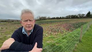 Persistent rain spoils crops of Purple Sprouting