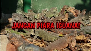 JANGAN PELIHARA IGUANA LAH KALAU..