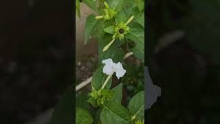 చంద్ర కాంత పువ్వులు #village #namburu #nature #shorts #flowers #greenary #evening #garden