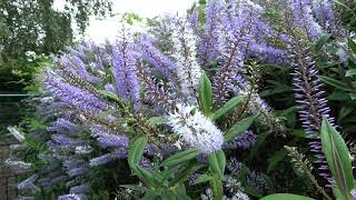 Hebe hedge, Midsummer Beauty.