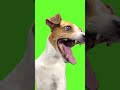 chroma key laughing dog meme green screen for video editing shorts