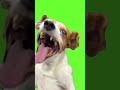 chroma key laughing dog meme green screen for video editing shorts