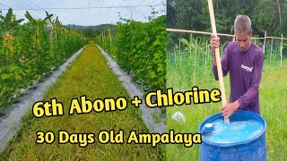 30 Days Old Ampalaya || 6th Fertilizer Application + Chlorine