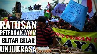 Ratusan Peternak Ayam Gelar Unjuk Rasa - NET. JATIM