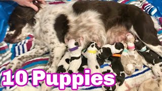 Our Dog Giving Birth to 10 Puppies (First Litter)- Brittany Spaniel