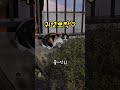 삼색이와 친해지는 방법은 ㅜㅡㅜ cat 고양이